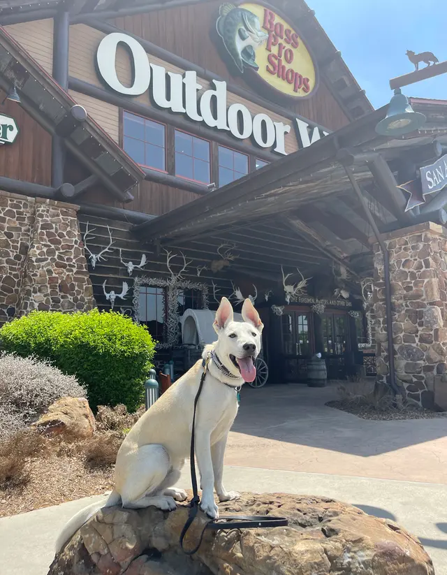 All Around K9 Training — photo from the business 7