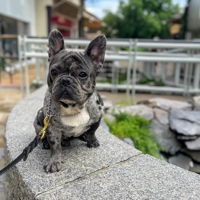 All Around K9 Training — photo from the business 9