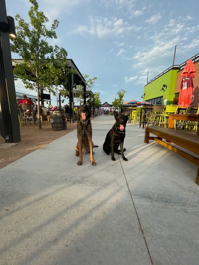 All Around K9 Training — photo from the business 12