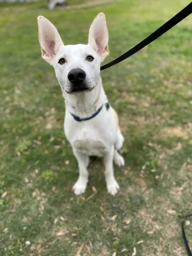 All Around K9 Training — photo from the business 3