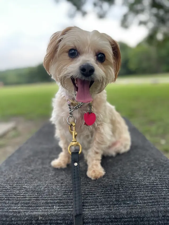 All Around K9 Training — photo from the business 5