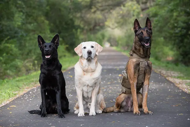 All Around K9 Training — photo from the business 1