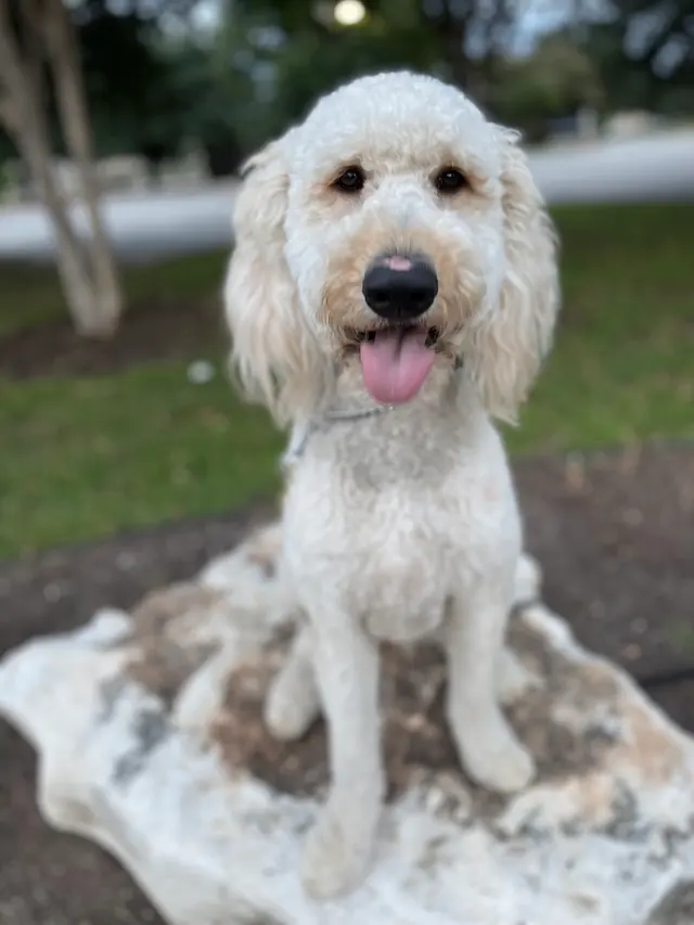 All Around K9 Training — photo from the business 10