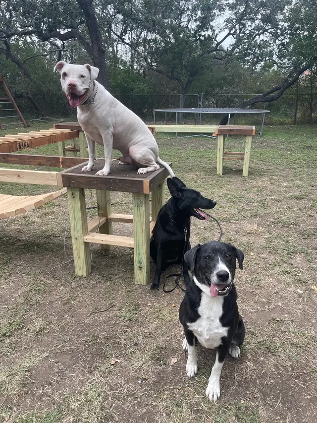 All Around K9 Training — photo from the business 11