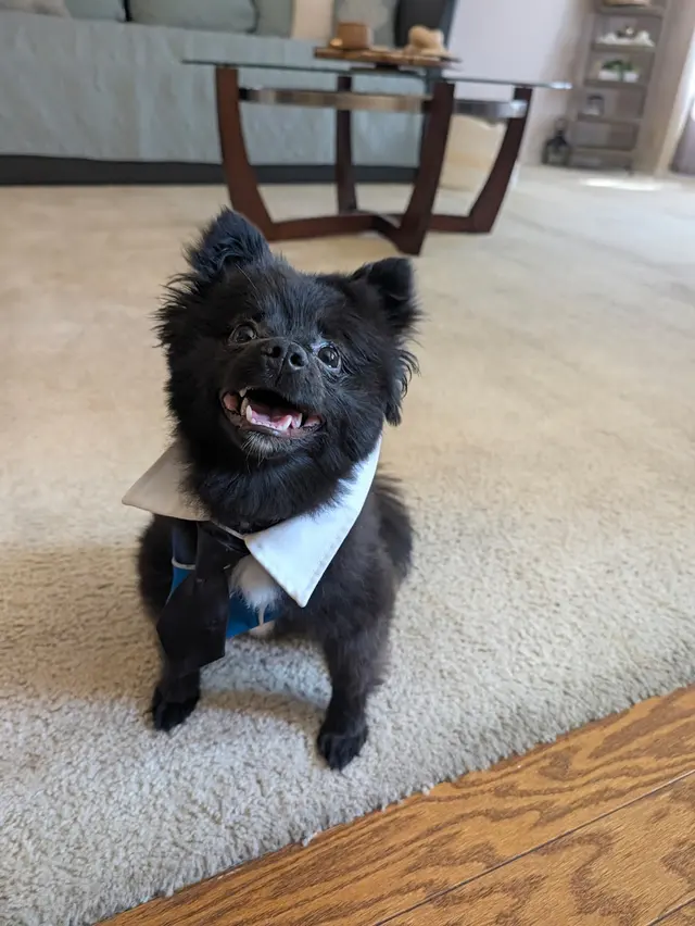 Customer photo of work by Double D Dog Training, from Melissa Aradillaz's review