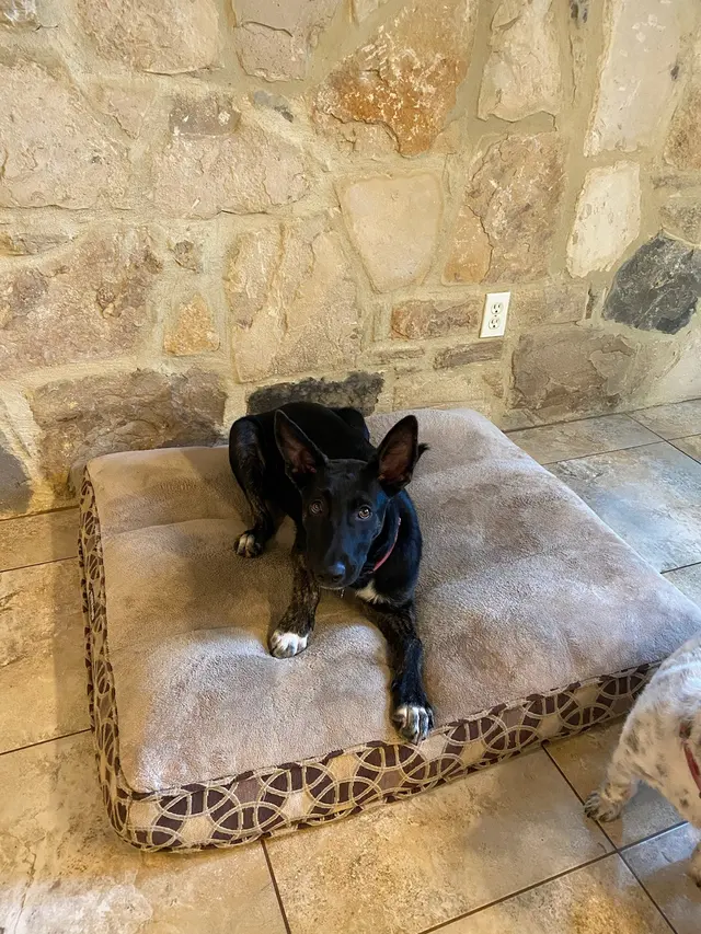 Double D Dog Training — photo from the business 8