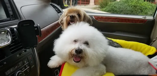 Double D Dog Training — photo from the business 5