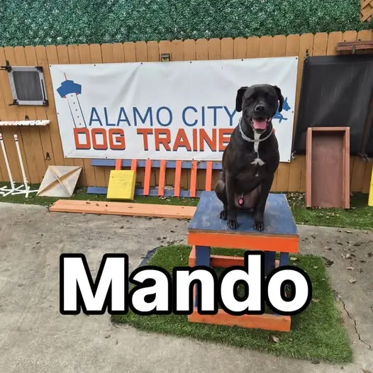 Alamo City Dog Trainers — photo from the business 10