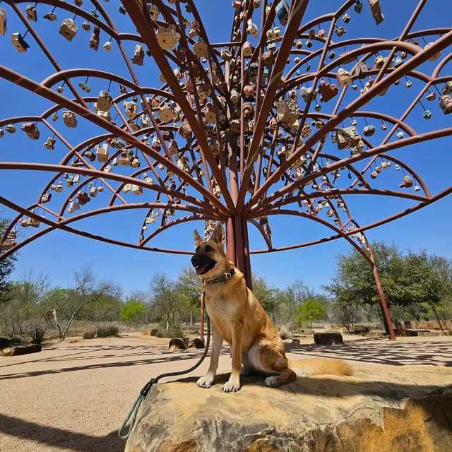 Alamo City Dog Trainers — photo from the business 9