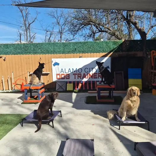 Alamo City Dog Trainers — photo from the business 2