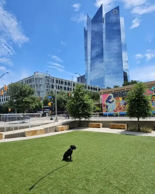 Alamo City Dog Trainers — photo from the business 6
