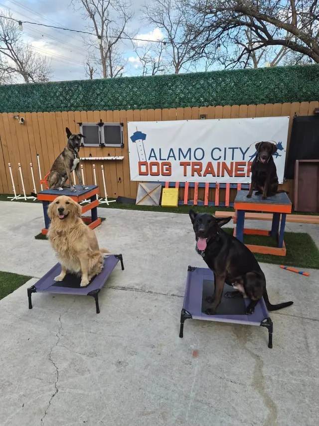Alamo City Dog Trainers — photo from the business 11