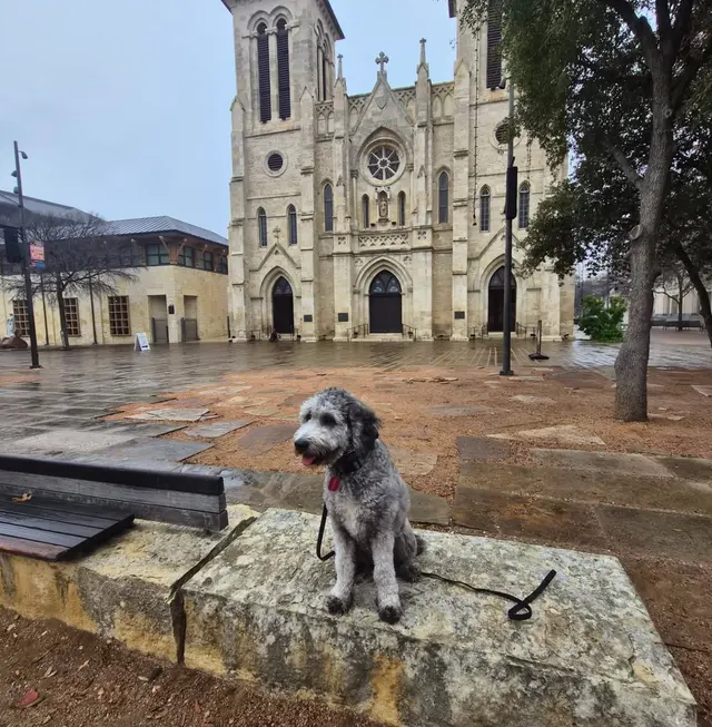 Alamo City Dog Trainers — photo from the business 8