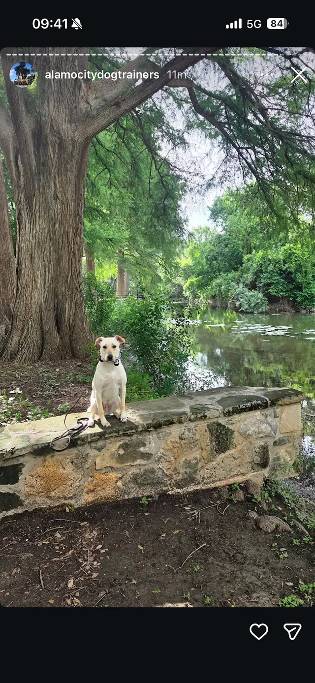 Customer photo of work by Alamo City Dog Trainers, from London Hiltgen's review