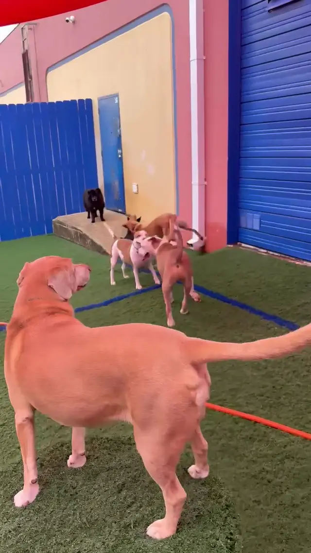 Customer photo of work by Dog Days San Antonio, from Joel A.'s review