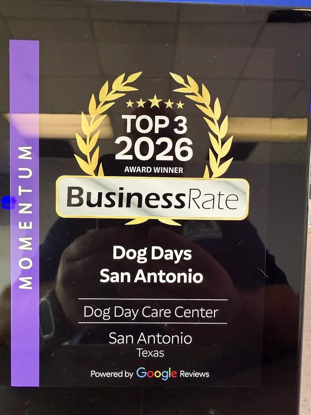 Dog Days San Antonio — photo from the business 8