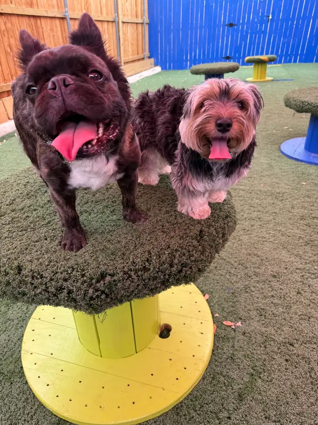 Dog Days San Antonio — photo from the business 7