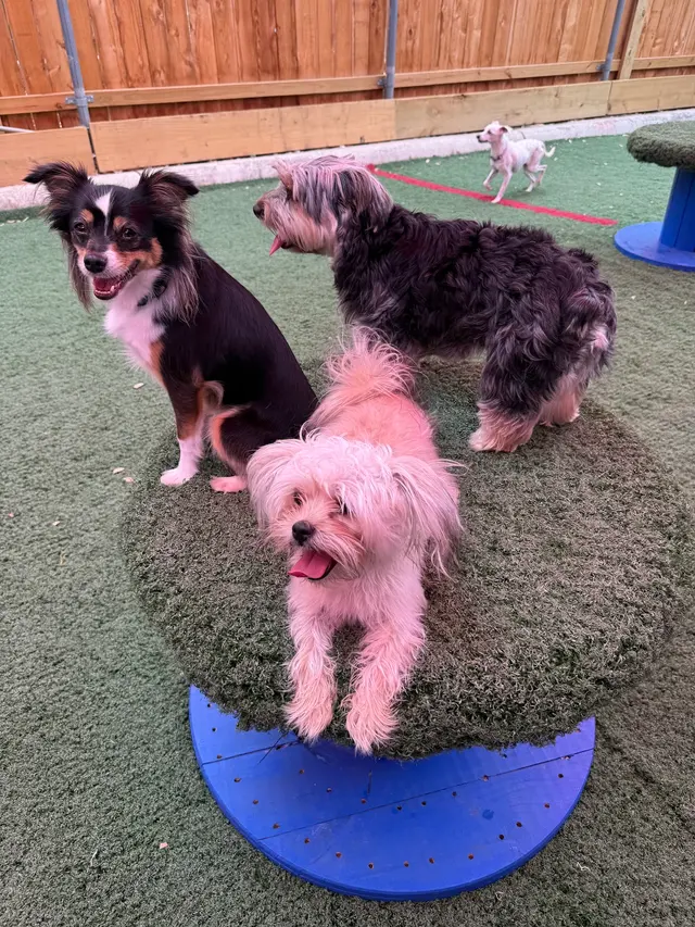 Dog Days San Antonio — photo from the business 3