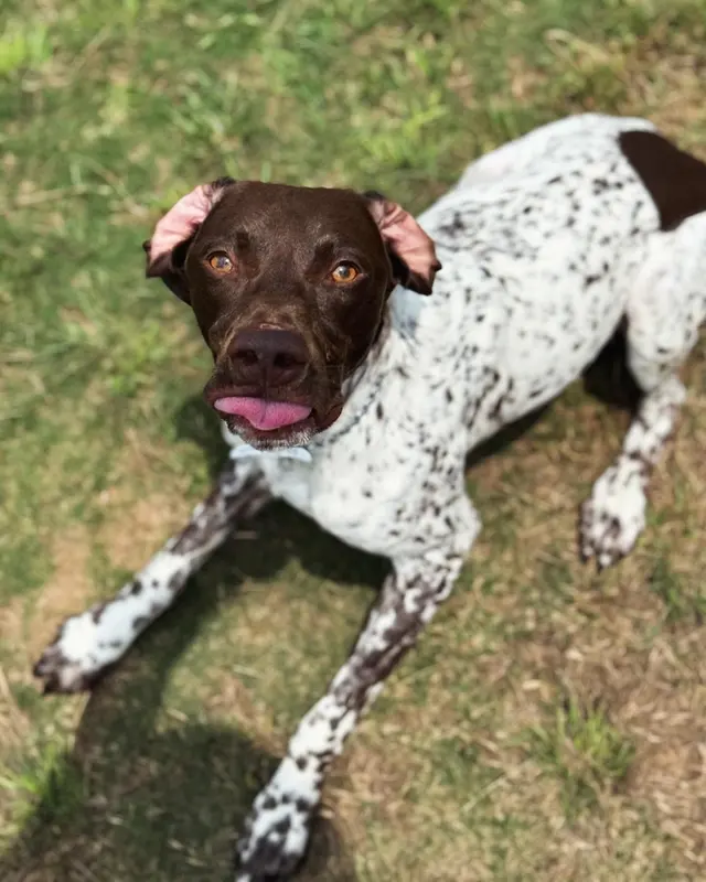 Xcaliber Dog Training — photo from the business 6