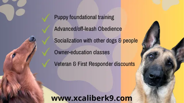 Xcaliber Dog Training — photo from the business 1