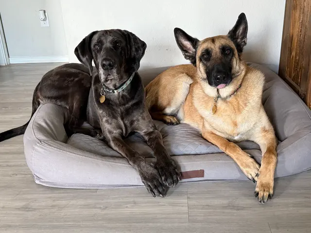 Xcaliber Dog Training — photo from the business 5