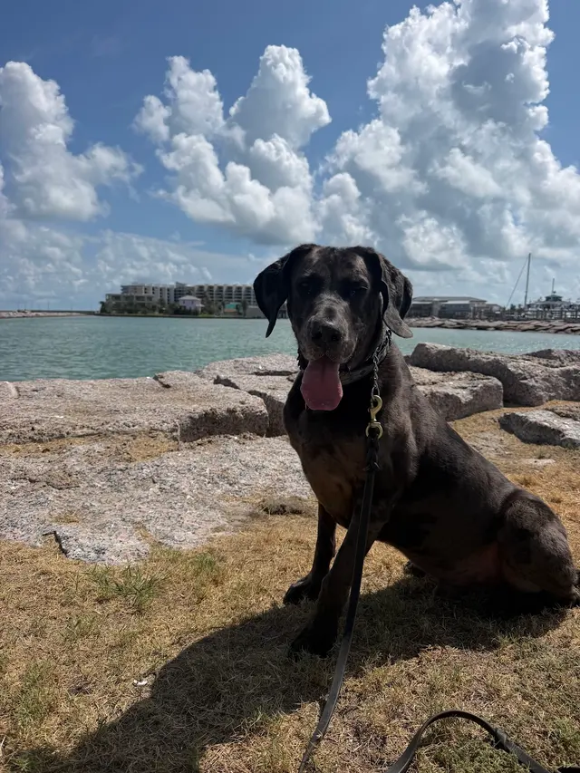 Xcaliber Dog Training — photo from the business 4