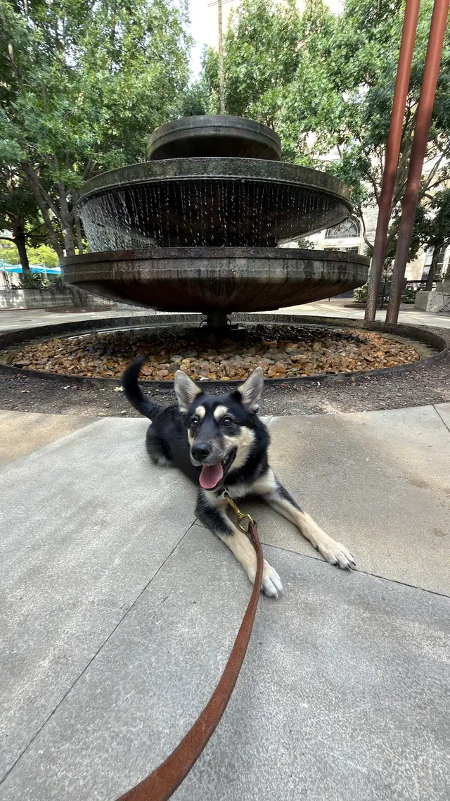 Customer photo of work by Xcaliber Dog Training, from Justine Marie's review