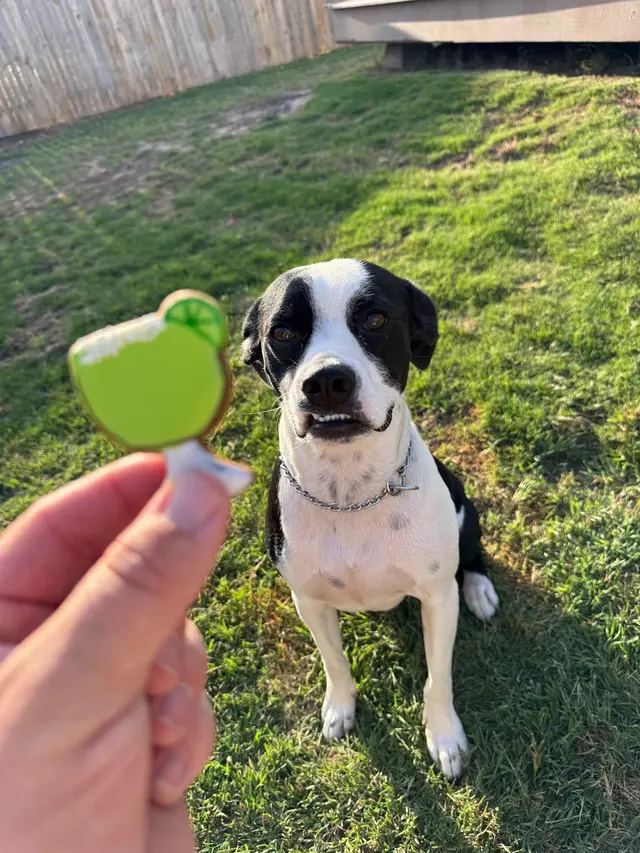 Xcaliber Dog Training — photo from the business 10