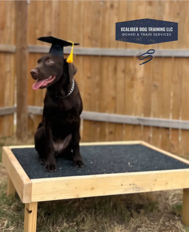 Xcaliber Dog Training — photo from the business 2