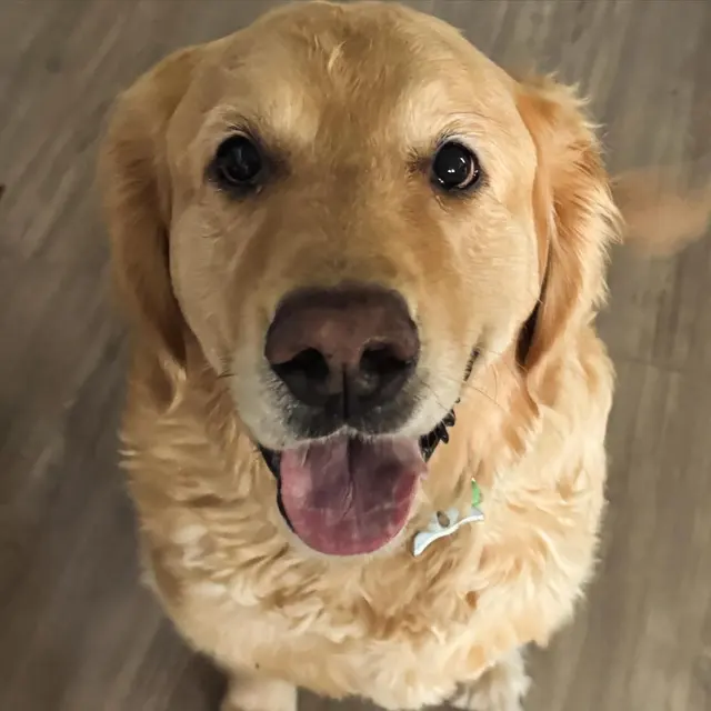 Xcaliber Dog Training — photo from the business 8