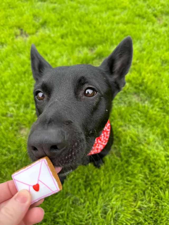 Xcaliber Dog Training — photo from the business 7