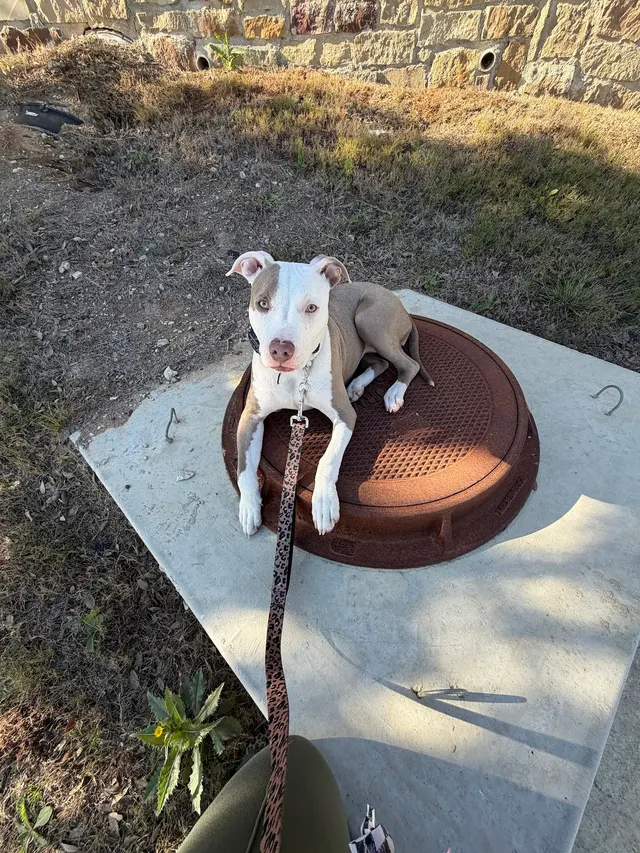 Xcaliber Dog Training — customer photo 11