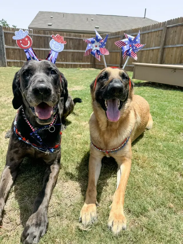 Xcaliber Dog Training — photo from the business 3