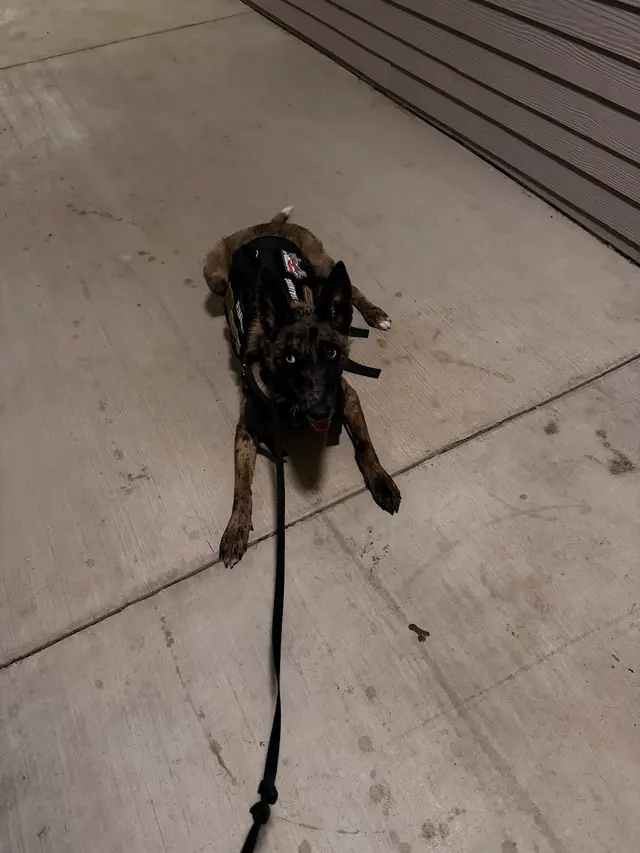Customer photo of work by Off Leash K9 Training San Antonio, from Nikolas Gall's review