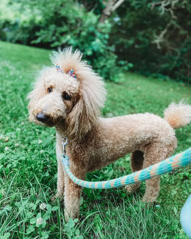 Off Leash K9 Training San Antonio — photo from the business 6