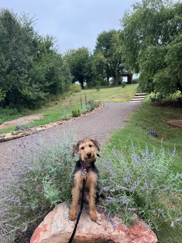 Off Leash K9 Training San Antonio — photo from the business 2