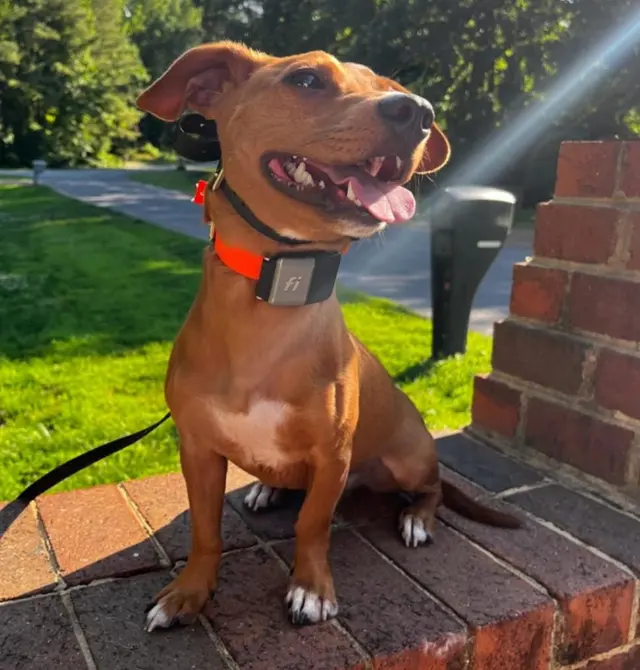 Off Leash K9 Training San Antonio — photo from the business 8