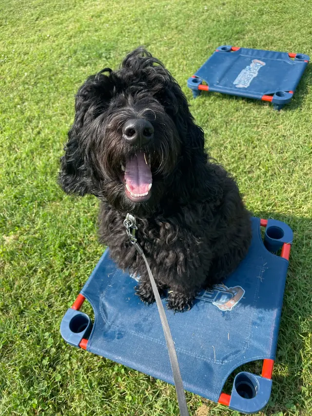 Off Leash K9 Training San Antonio — photo from the business 5
