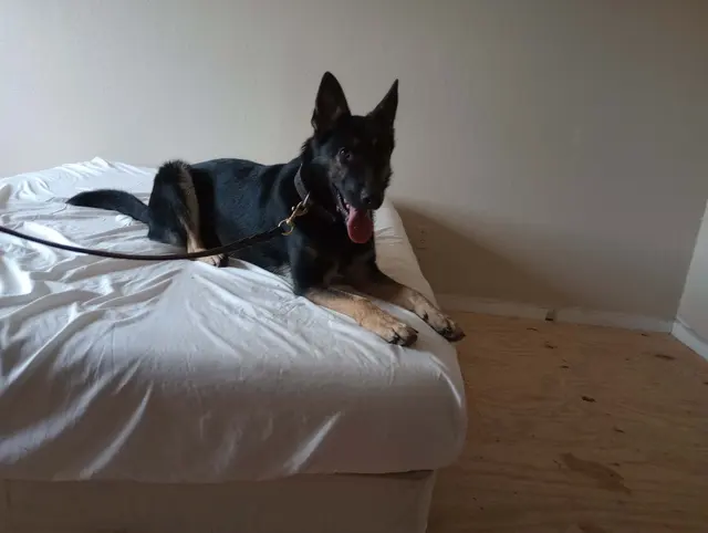 JIREH K9 Training Academy — customer photo 7