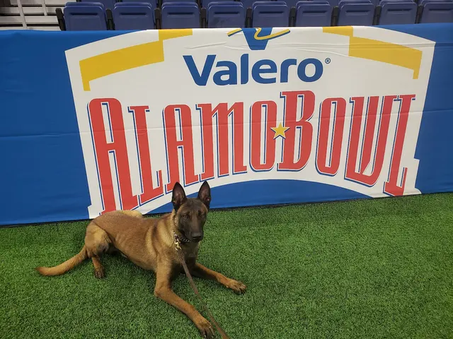 JIREH K9 Training Academy — photo from the business 11