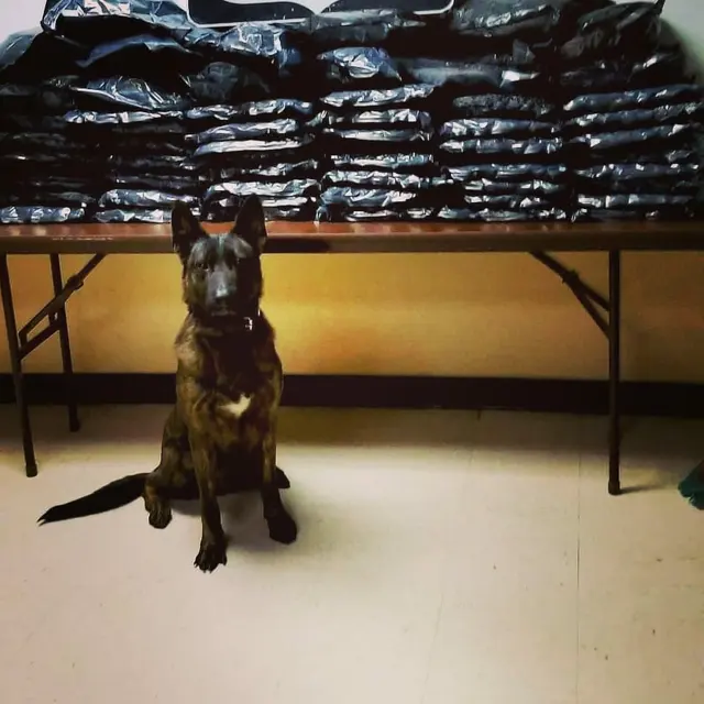 JIREH K9 Training Academy — photo from the business 4