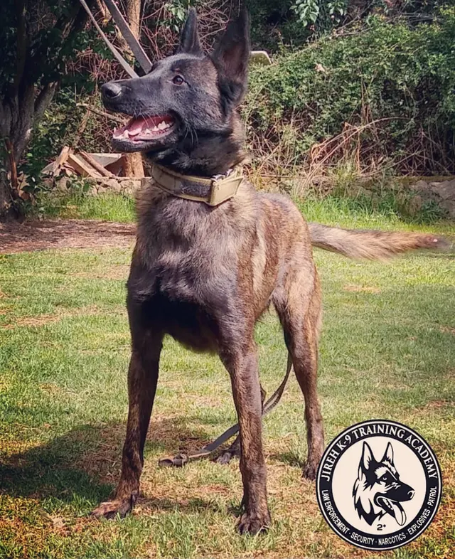 JIREH K9 Training Academy — customer photo 10