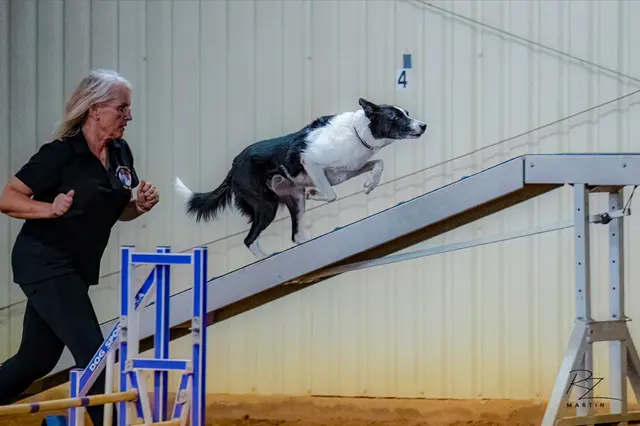 Alamo Dog Obedience Club, Inc — photo from the business 7