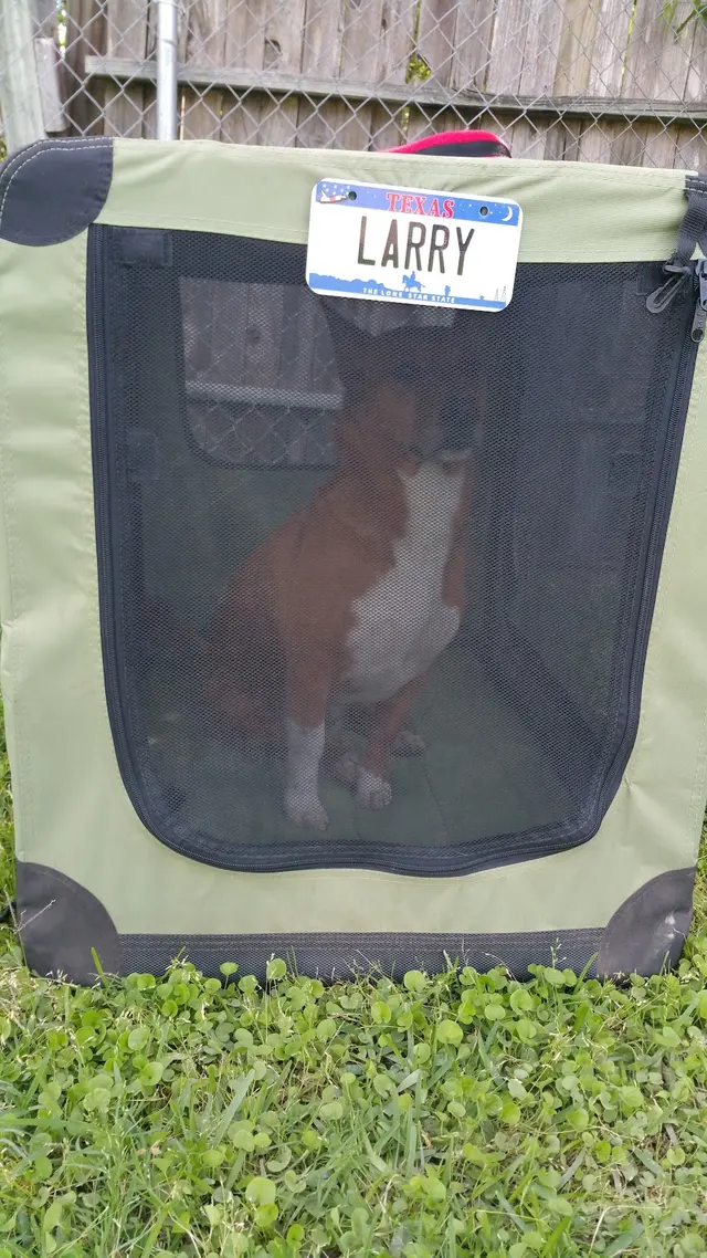 Alamo Dog Obedience Club, Inc — customer photo 11