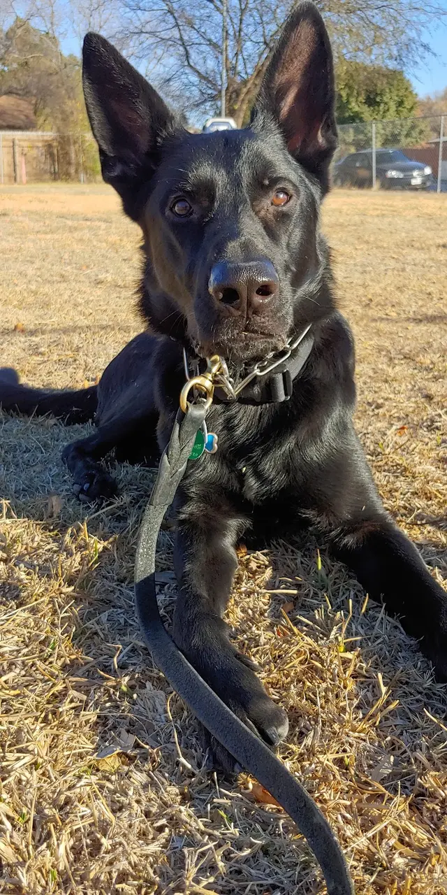 Alamo Dog Obedience Club, Inc — customer photo 9