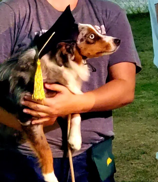 Alamo Dog Obedience Club, Inc — customer photo 6