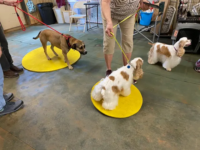 Alamo Dog Obedience Club, Inc — photo from the business 3