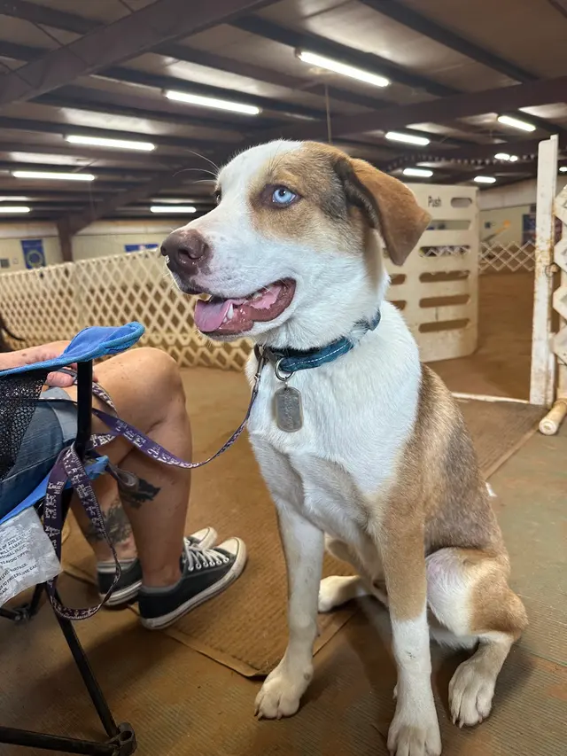 Customer photo of work by Alamo Dog Obedience Club, Inc, from Charles Agar's review