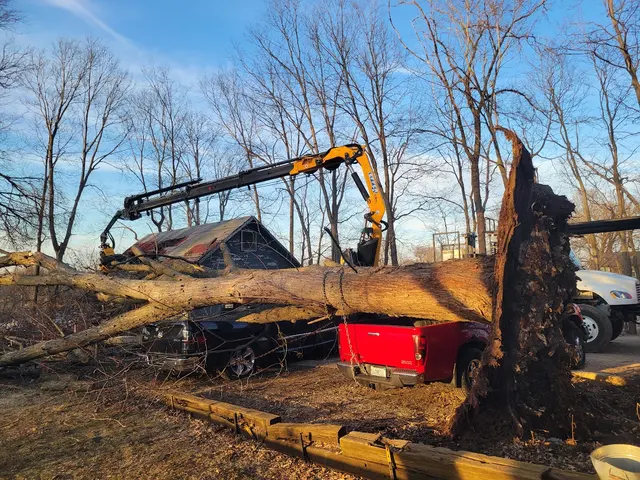 Minnihan's Tree Service — photo from the business 2