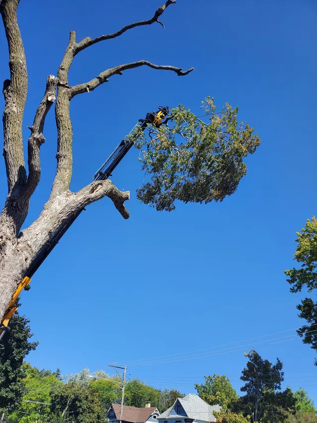 Minnihan's Tree Service — photo from the business 9